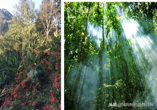 西双版纳天气预报，雨林深处的气候密码，藏着旅行的最佳时机