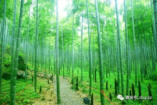 安吉天气预报，竹海深处的天气密码，藏着江南最温柔的秘密