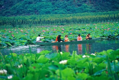 洪湖天气预报，水乡风云的四季诗篇